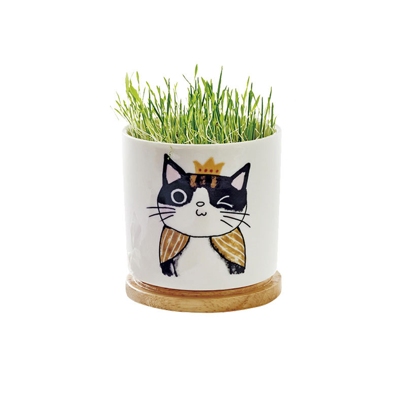 陶瓷猫草杯种植套装水培猫咪零食宠物用品化毛猫草盆栽猫草杯