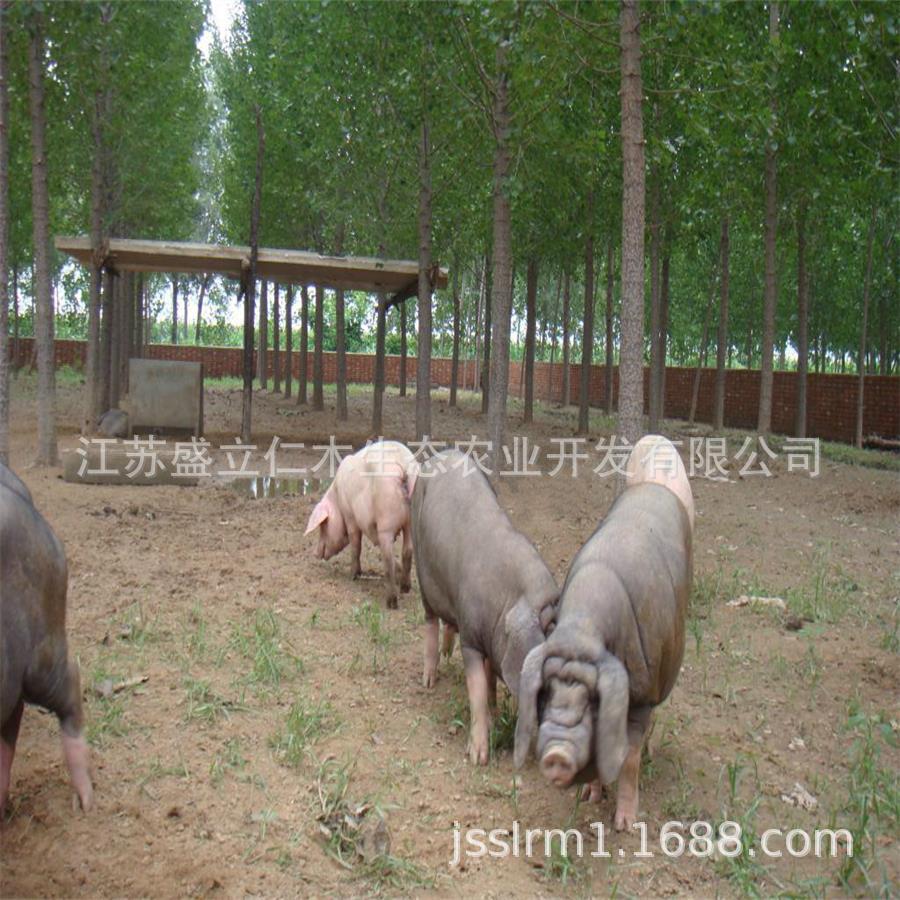 长梅母猪大梅母猪f1代后备种母猪 种猪场供应原种四蹄白梅山母猪