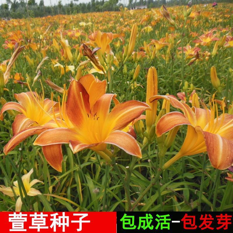 批发大花萱草种子金娃娃花种四季开花易活室外农庄户外道路多年生