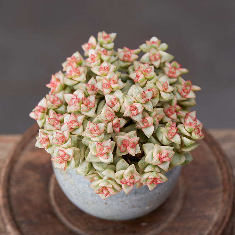 美诺花园彩色蜡笔小米星锦多肉植物群生肉肉绿植极有家防辐射盆栽