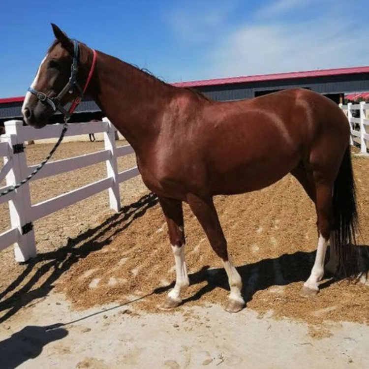 养马场匹马价格