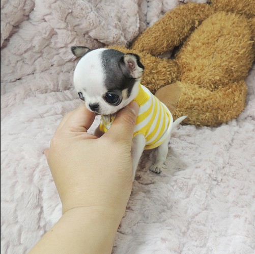 纯种吉娃娃幼崽狗狗长不大茶杯犬小型好养不掉毛宠物活体活物动物