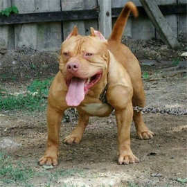 出售比特犬活体比特幼犬斗狗纯种比特巨型比特犬猎犬看家护院犬