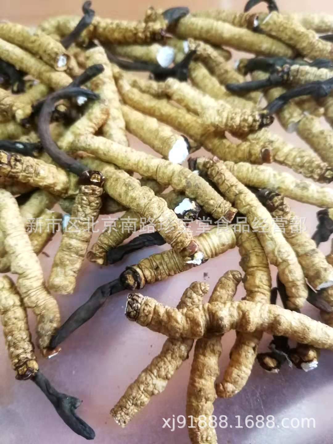 批发贵州虫草 亚香棒虫草 冬虫夏草 虫草断虫草