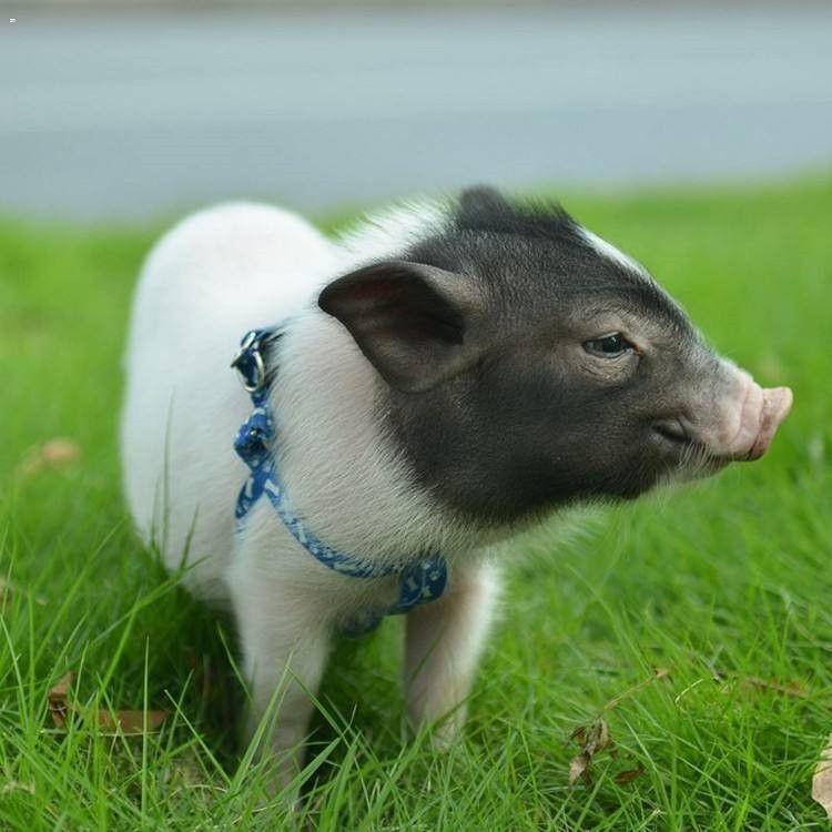 纯种香猪仔出售价格 供应纯种巴马香猪 小香猪苗格
