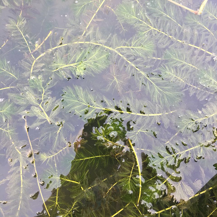 水生植物穗花狐尾藻沉水植物环境工程水体绿化植物穗花狐尾藻批发