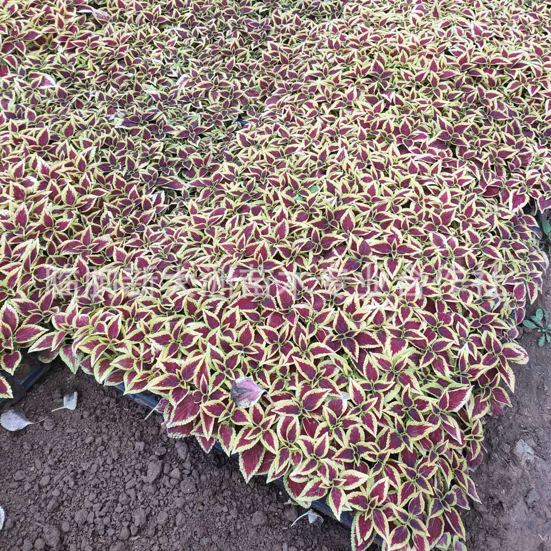 彩叶草 彩叶草小苗 四季观叶花卉 颜色艳丽 根系好 花卉幼苗批发