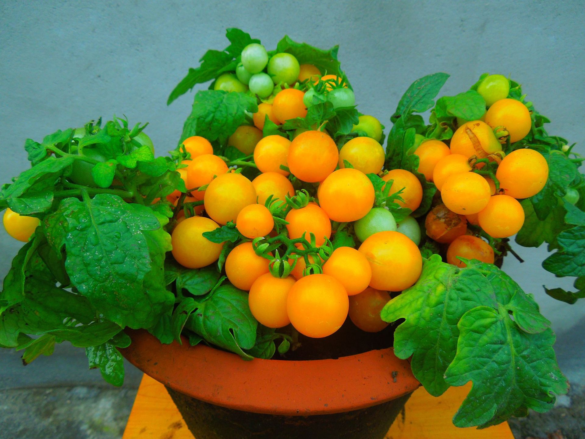 矮生盆栽黄番茄种子 阳台蔬菜 可观赏使用 小樱桃番茄种子