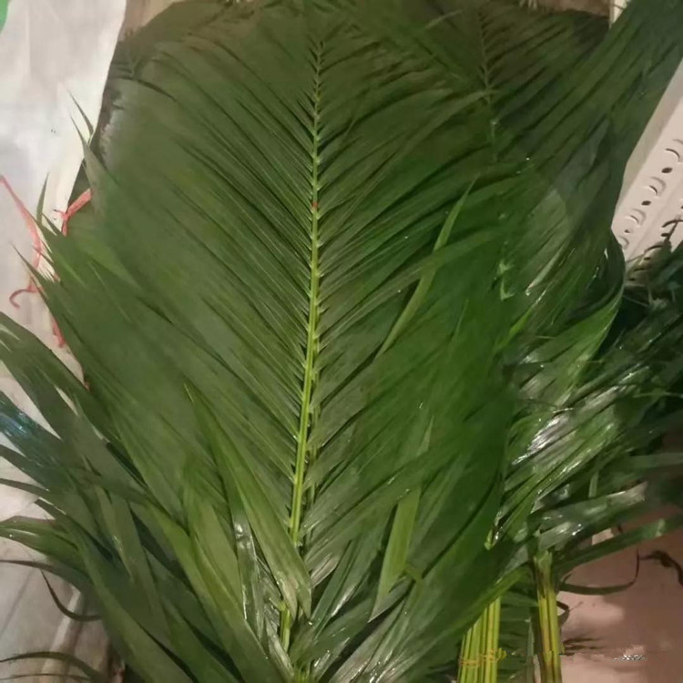 云南配叶直发散尾叶材批发婚庆婚礼花篮现场景配叶散尾葵量大从优