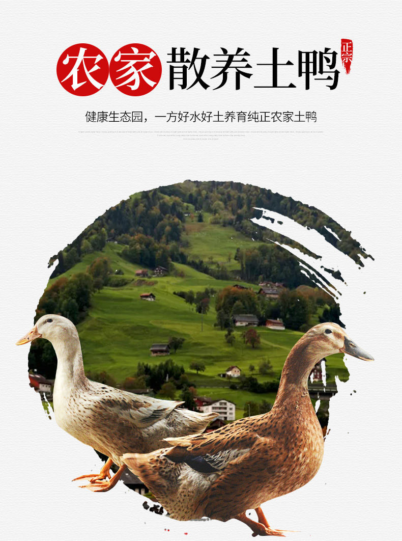 2只包邮农村散养土鸭新鲜鸭老鸭麻鸭土鸭鸭子水养鸭冷冻食品批发