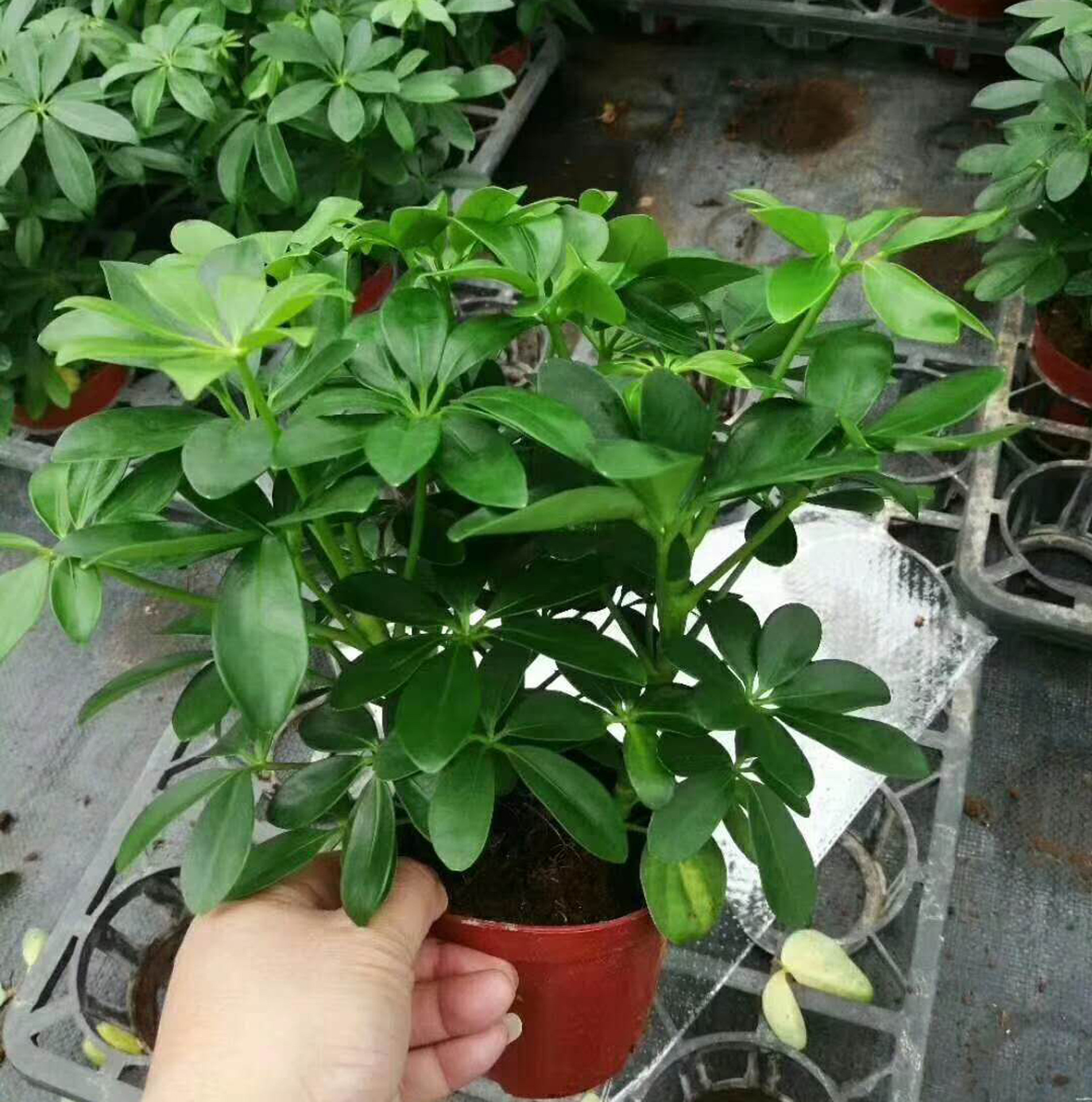 基地直供小盆栽花卉植物室外花卉植物绿化墙绿植110鸭脚木