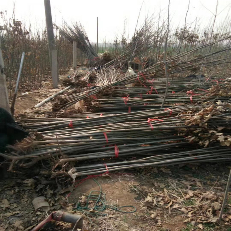 直销红橡树苗 1 2 3公分红橡苗 绿化彩叶树种 北美红橡苗