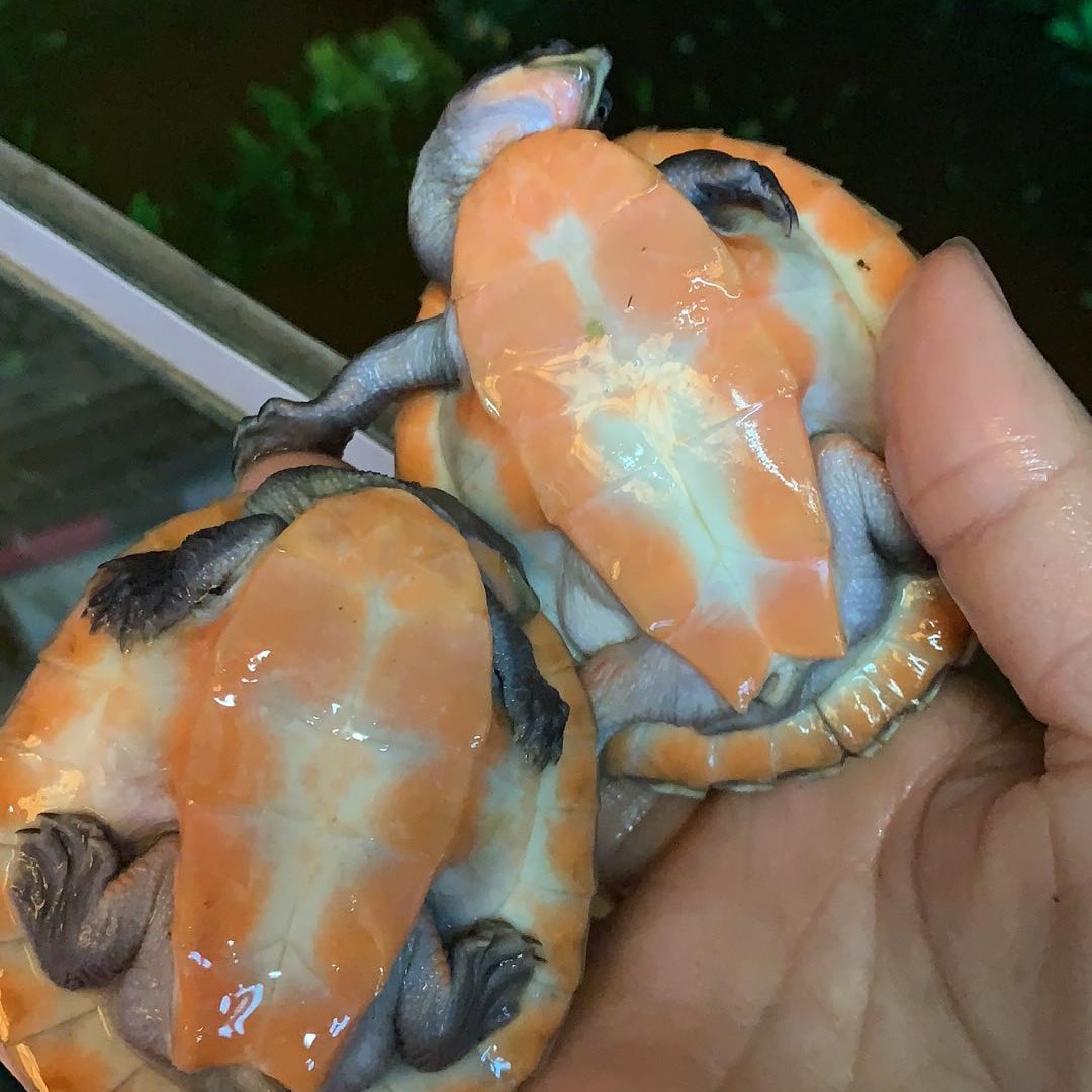 圆澳龟招财风水龟巴西中华草花杂草农场有20种龟活体批发