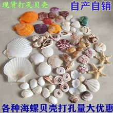 自产自销天然海螺贝壳手工耗材半成品打孔贝壳白贝壳 彩扇贝 海星