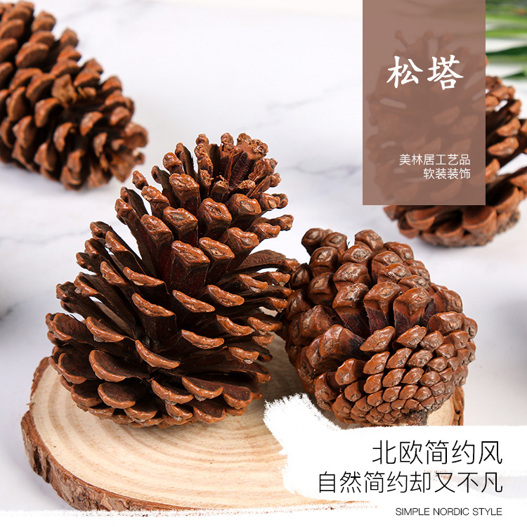 大松果美国湿地松 松塔干果乡村家饰圣诞用品大号美国松松塔干果