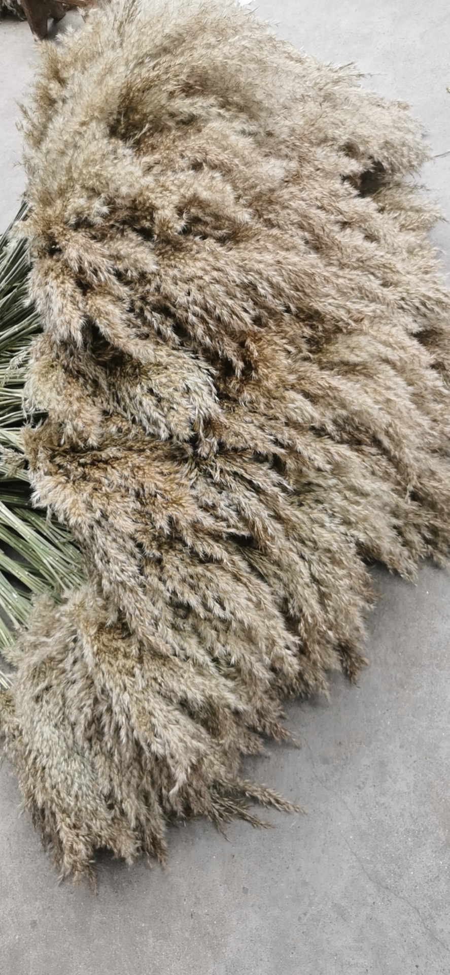 天然芦苇干花永生花束橱窗摆件婚庆装饰拂尘花芦柴自然风干芦苇