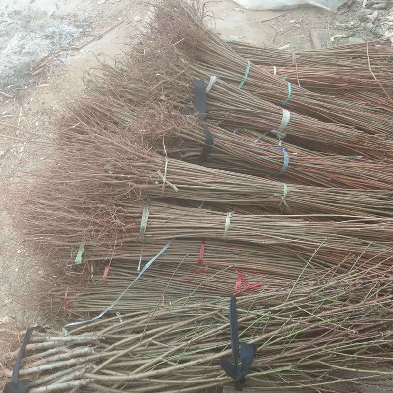 当年能采摘的红油香椿苗多少钱一棵 大量求购红油香椿苗