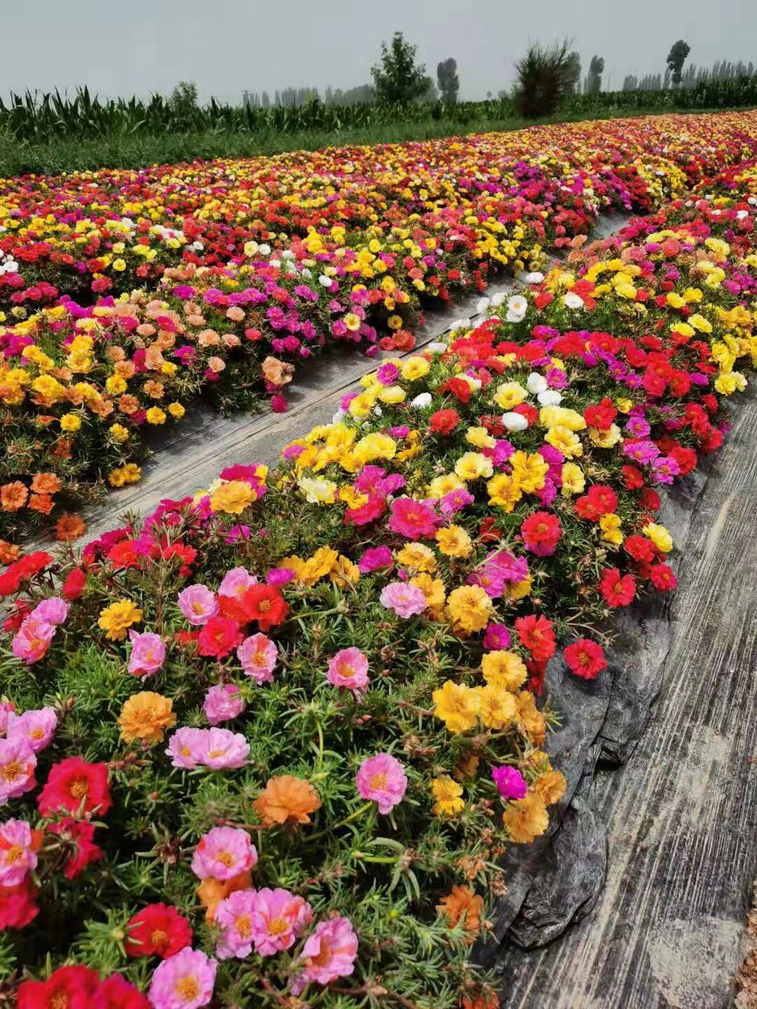 重瓣太阳花籽松叶牡丹庭院七彩阔叶太阳花四季种室外死不了花种子