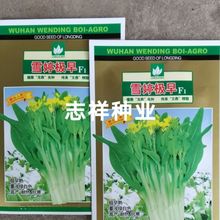 武汉文鼎雪婷极早白菜苔种子F1极早熟苔浅绿白色抗寒10克