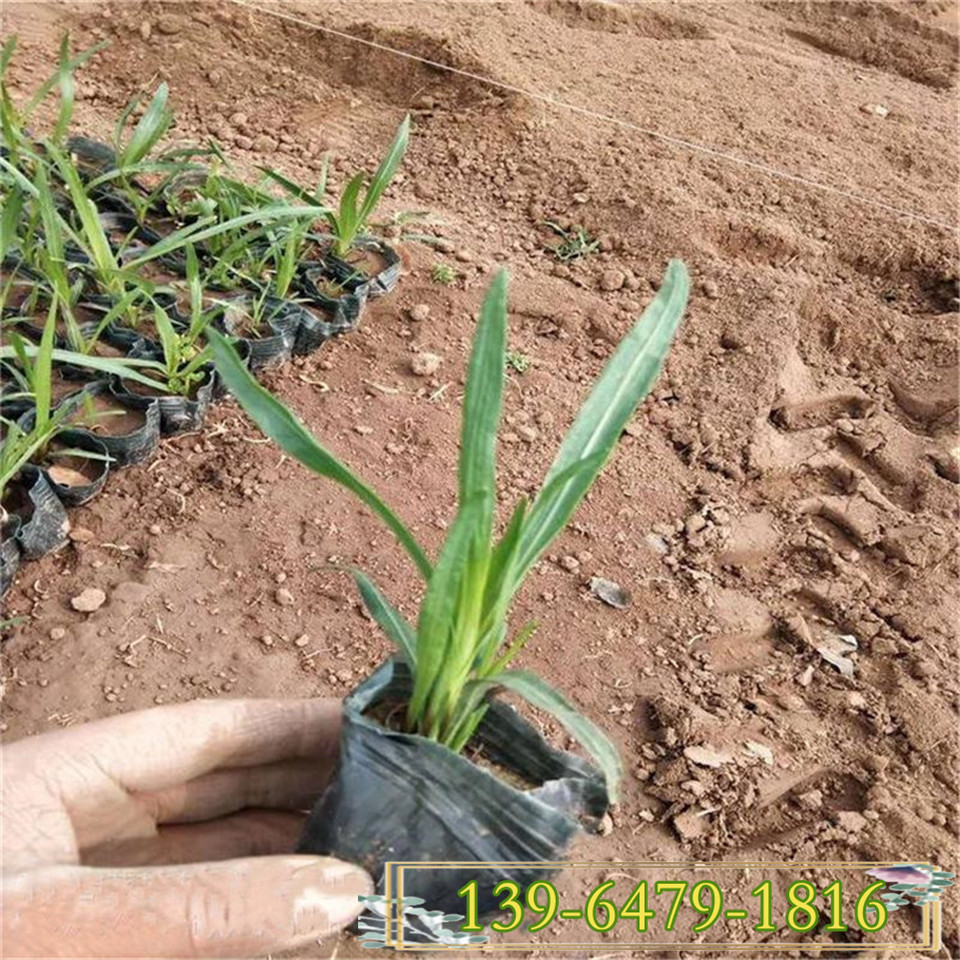 批发宿根花卉蛇鞭菊小苗多年生蛇鞭菊苗品质优良现货