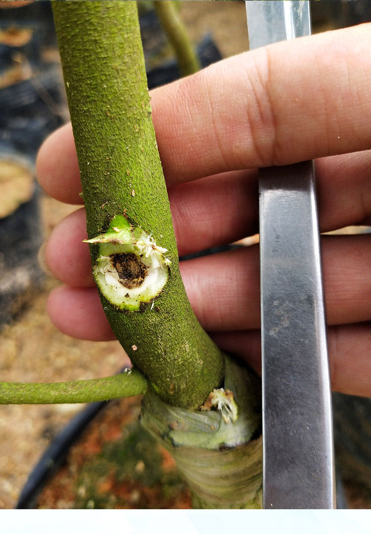 基地批发正宗奇楠沉香树苗一代棋楠木苗嫁接绿奇白奇虎斑棋苗盆栽