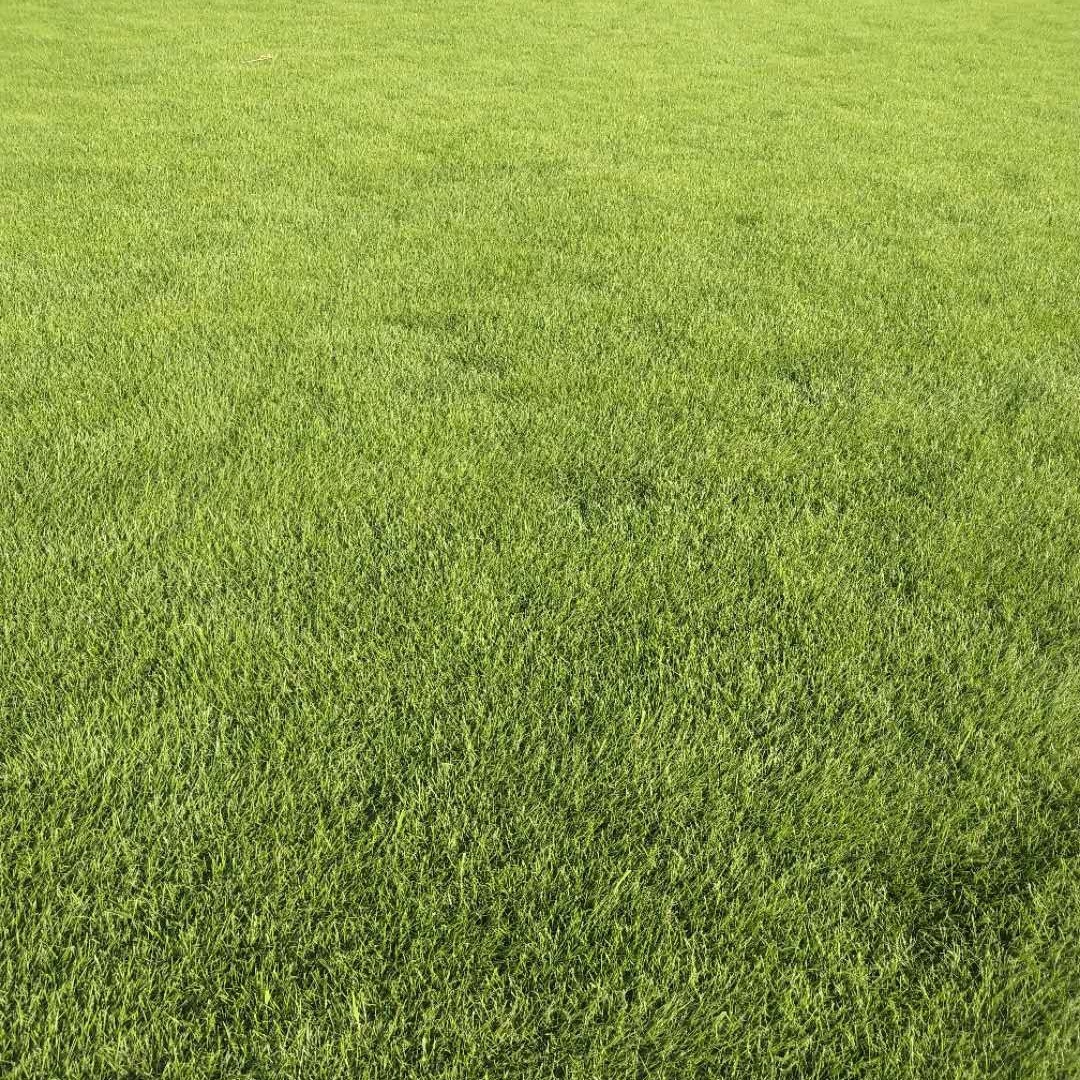 大量批发草坪成品城市绿化天然人工种植公园足球场用台湾2号-阿里巴巴