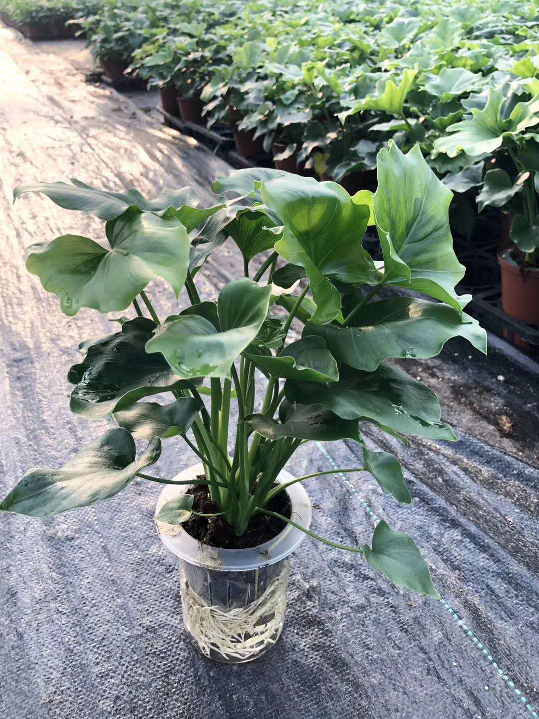 【基地直供】水培植物花卉盆栽 居家花卉绿植盆栽 水培希望蔓绿绒