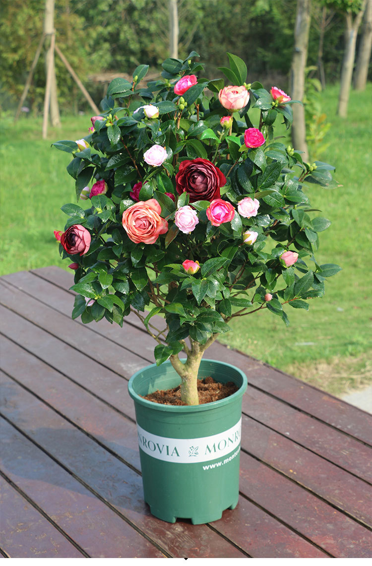 茶花树苗盆栽带花苞四季开花室内花卉浓香型茶花苗庭院室外山茶花