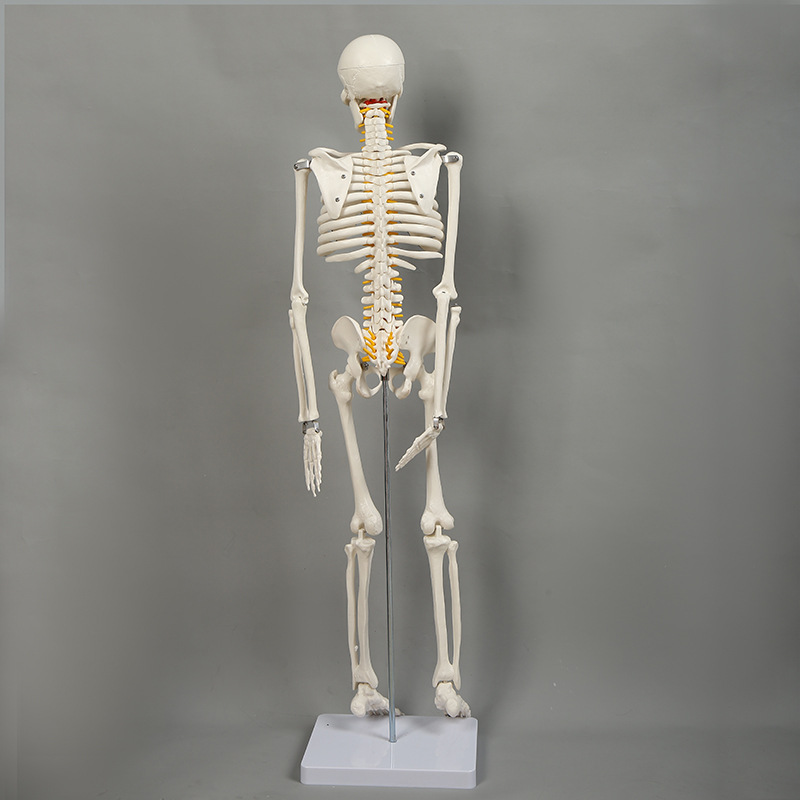 人体骨架标本模型生物教学骷髅脊椎可活动骨架pvc医学骷髅支架
