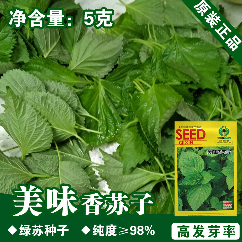 绿苏种籽绿苏籽苏子种子香草种子蔬菜种子批发菜种菜籽种子公司