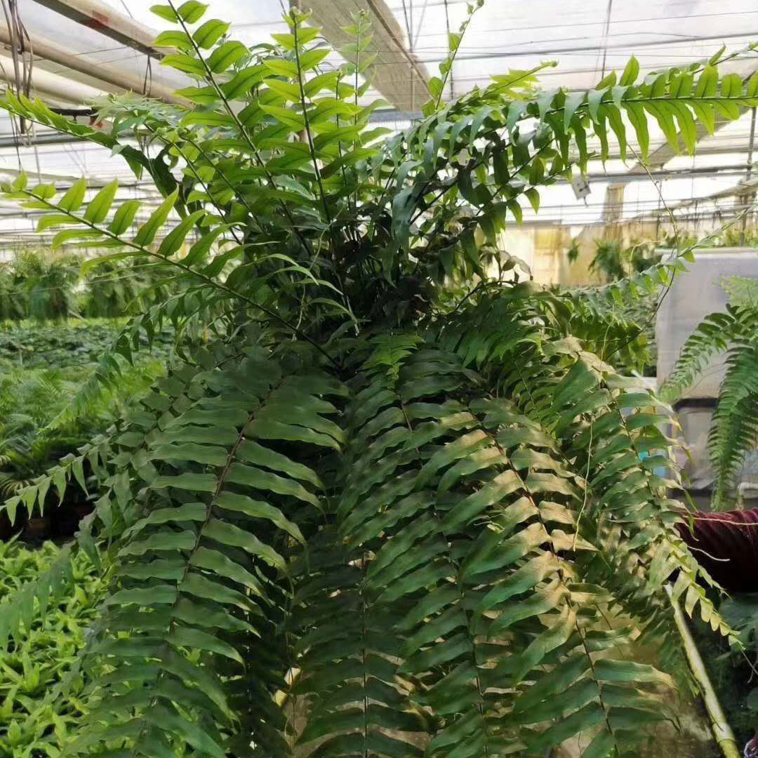 【基地直供】居家绿植花卉植物 观叶盆栽花卉盆景植物 180#霸王蕨