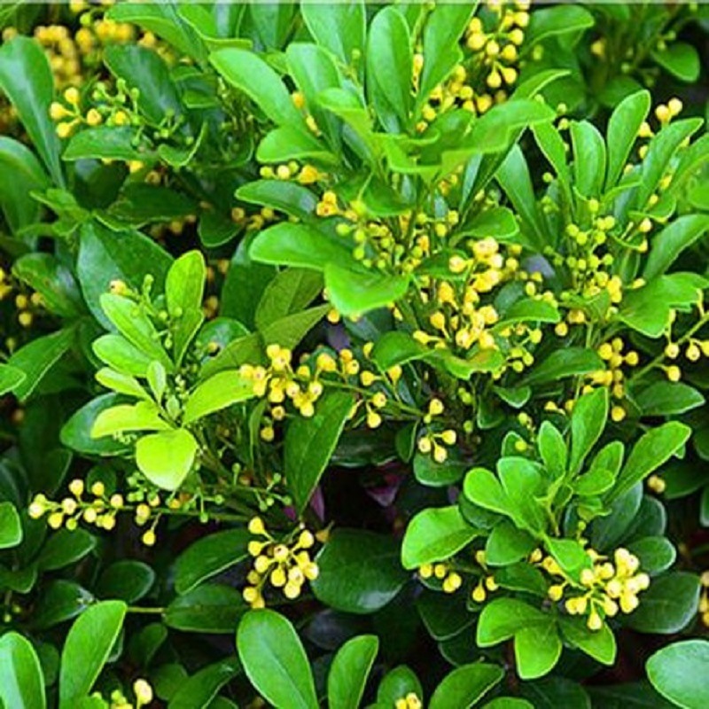 米兰花盆栽邮四季开花不断绿植物芳香浓郁阳台室内花卉常青常绿