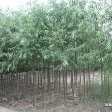 园林绿化苗木树苗庭院植物花卉竹柳树苗行道树苗速生竹柳苗柳树苗