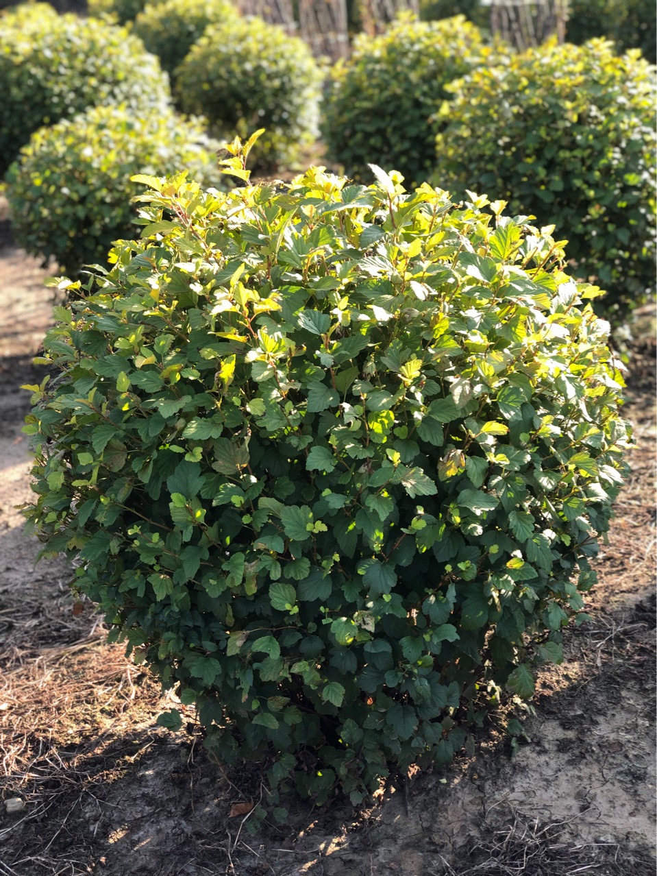 苗农批发金叶风箱果球1-1.5米冠幅 金叶风箱果基地小苗批发