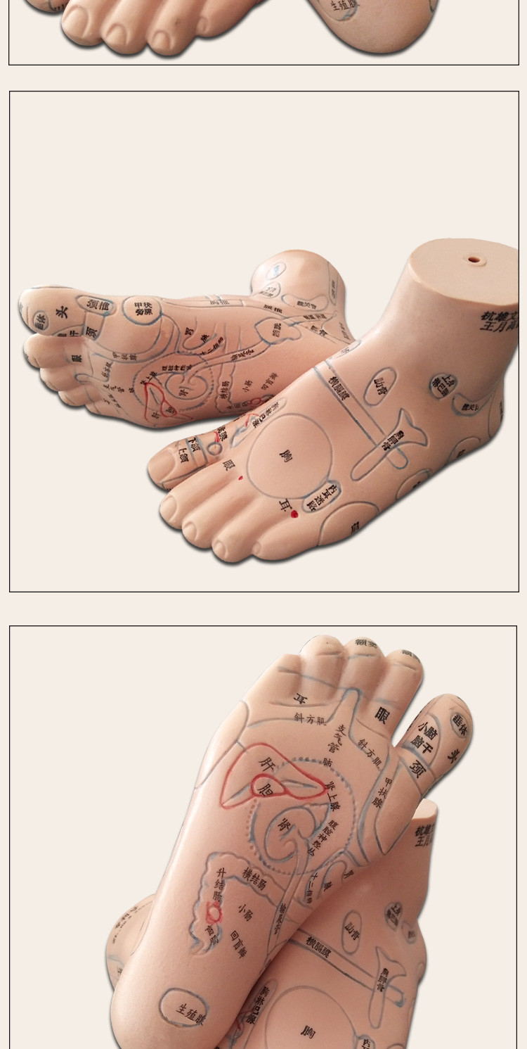 经络通13厘米按摩足足穴位模型脚模足底反射区模型 脚底按摩穴位