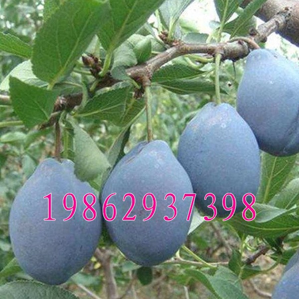 西梅女神李子苗 西梅皇后果树苗嫁接李子树苗南北方种植当年结果