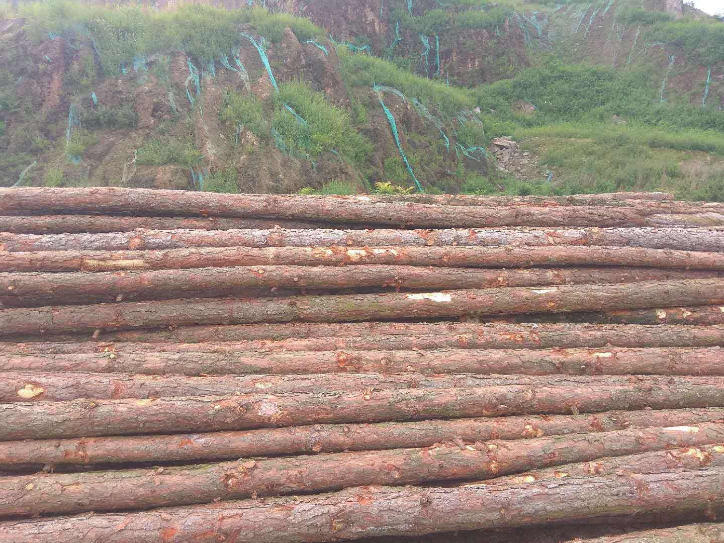 松木桩6米大桩广东佛山枞桩圆木桩木尖防汛建筑木方打木桩