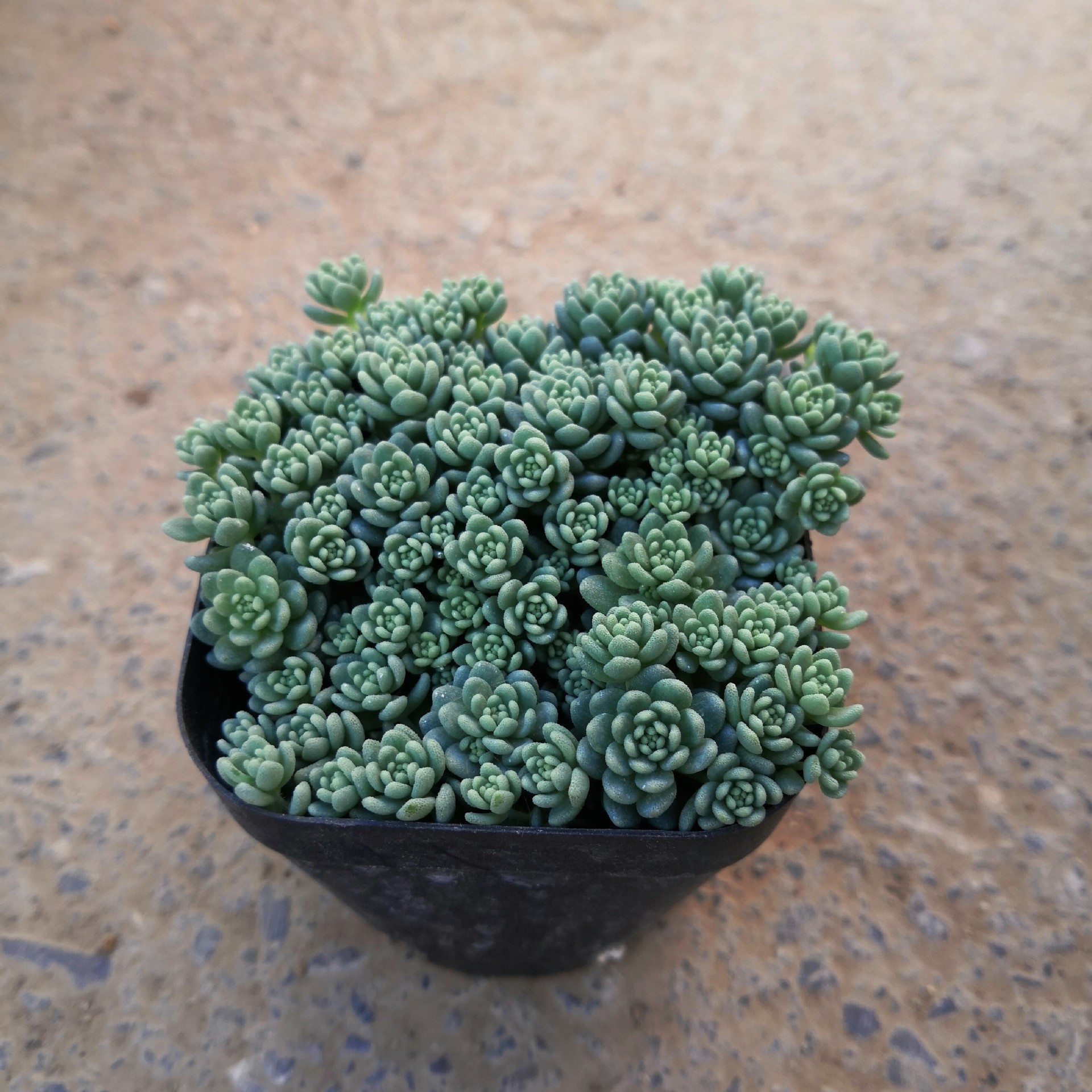 多肉姬星美人盆栽植物 基地大棚 花卉绿植盆景 大量批发优惠