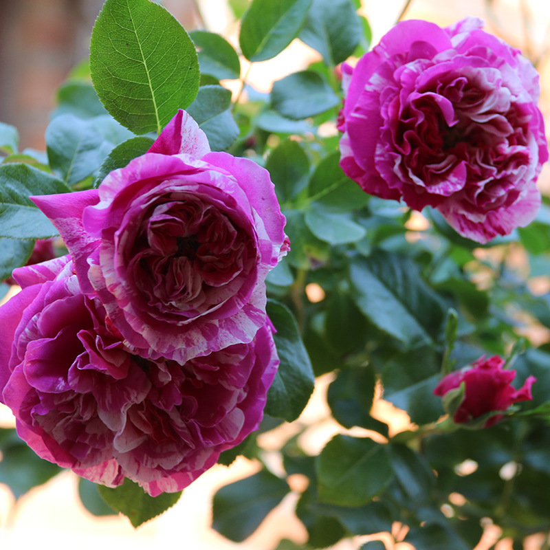 花之趣【依蕾莎斯特】藤本月季花苗盆栽蔷薇庭院爬藤玫瑰绿植花卉