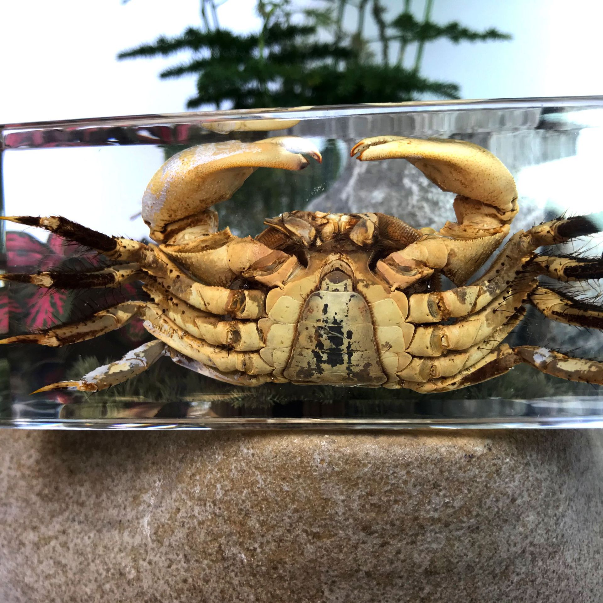 透明树脂海鲜螃蟹标本树脂工艺品现代艺术品新奇摆件厂家定制批发