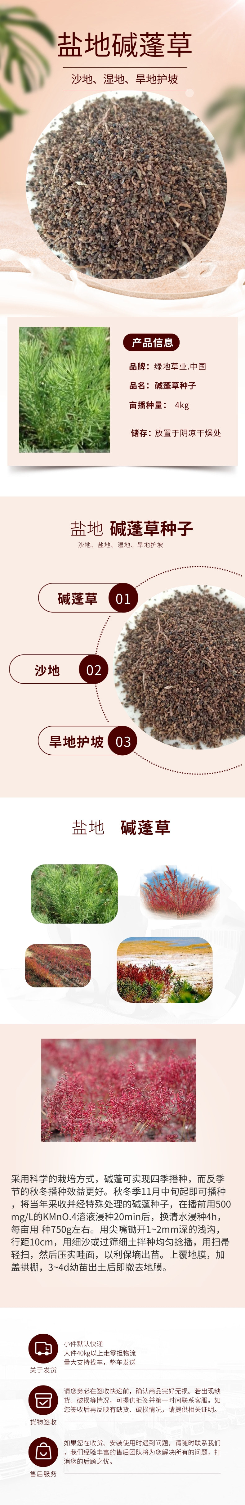 批发碱蓬种子 碱蓬草种子 植物种子 别称碱蒿盐蒿种子