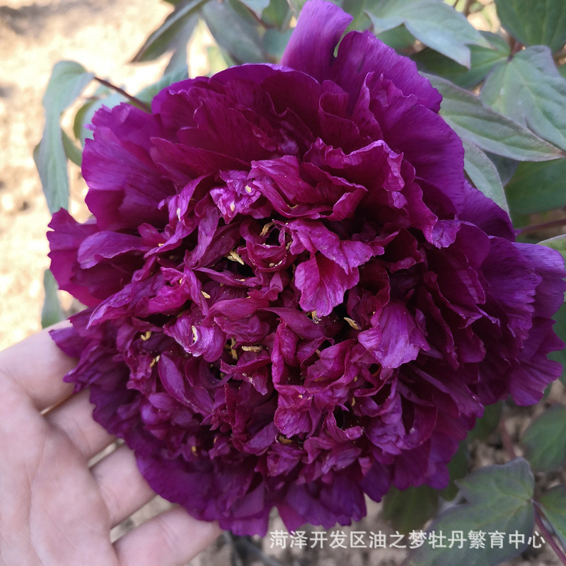 出售牡丹花苗 冠群芳 菏泽油之梦牡丹基地自产自销庭院种植花卉