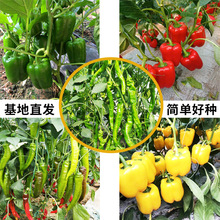 常年供应日本进口蔬菜种子批发辣椒贝斯盾辣椒 种苗蔬菜、种苗蔬