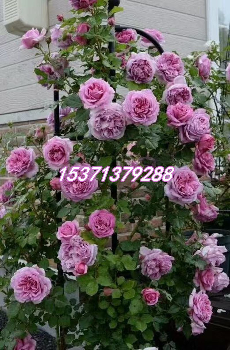 灌木月季 庞巴度玫瑰rosepompadou 老式玫瑰浓香花卉盆栽阳台绿植