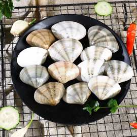 产地鲜活供应全国七彩贝 野生扇贝鲜活小红贝彩虹贝酒店食材批发