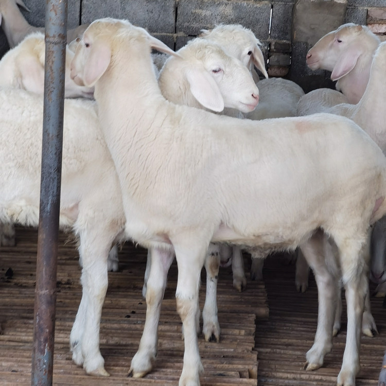出售黑头杜泊绵羊母羊价格 一年的杜泊羊公羊 萨福克羊羔包运输