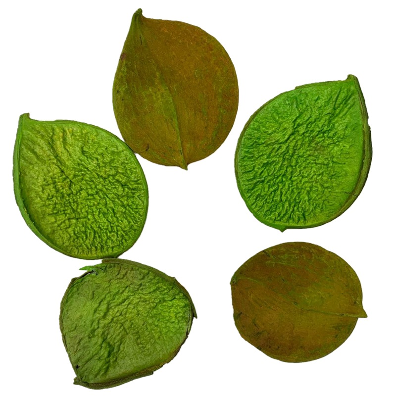 天然植物干花金刚叶插花工艺品软装配草