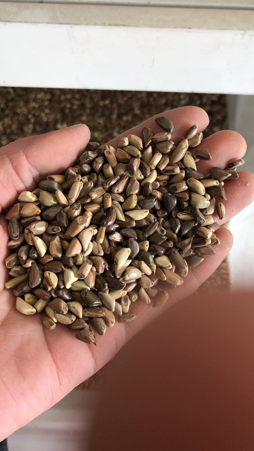 墨西哥玉米草 墨西哥玉米 玉米草种子 牧草草籽