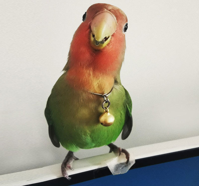 鹦鹉脖套脖圈虎皮牡丹玄风不锈钢鸟脖链脖套脖绳手养训鸟用品