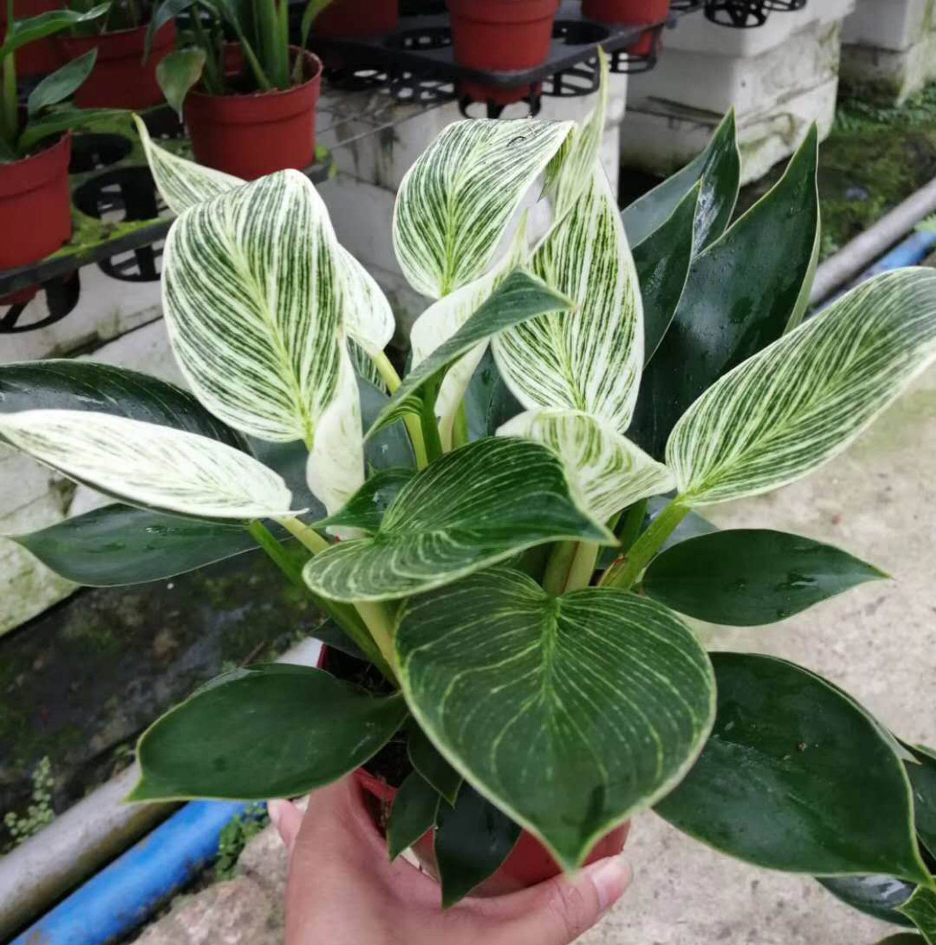 基地直供 观叶植物花卉盆栽 居家植物盆栽花卉净化空气 120铂金钻-阿